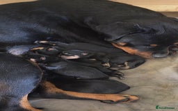 Rottweiler dogs for sale: Full thoroughbred Rottweilers available - Image 2
