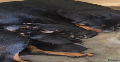 Rottweiler dogs - Advert 11