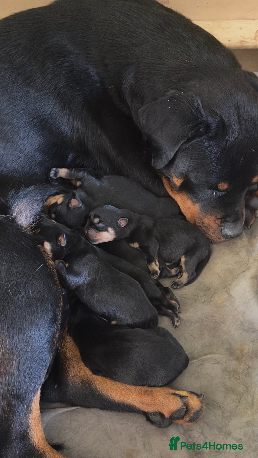 Rottweiler dogs for sale: Full thoroughbred Rottweilers available - Image 2