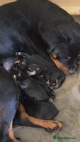 Rottweiler dogs - Advert 8