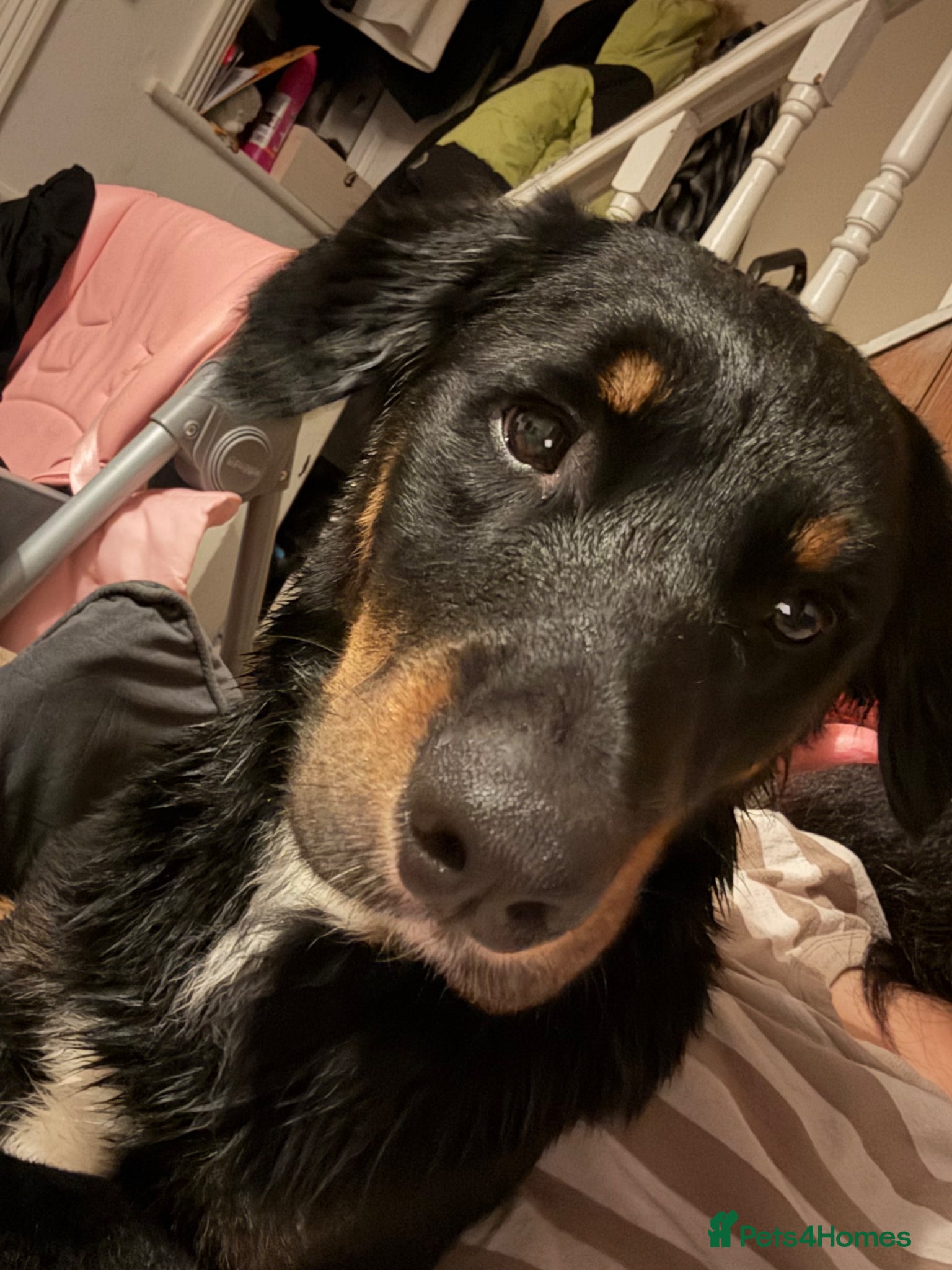 Mixed Breed dogs Stitch needs a forever home  - Advert 1