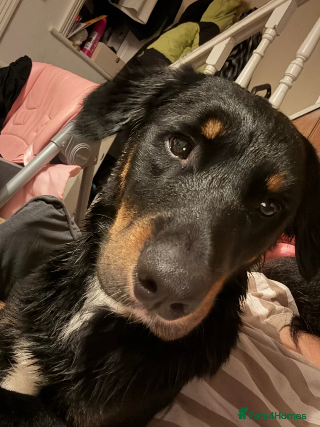 Mixed Breed dogs for sale: Stitch needs a forever home (Not £75) - Advert 2