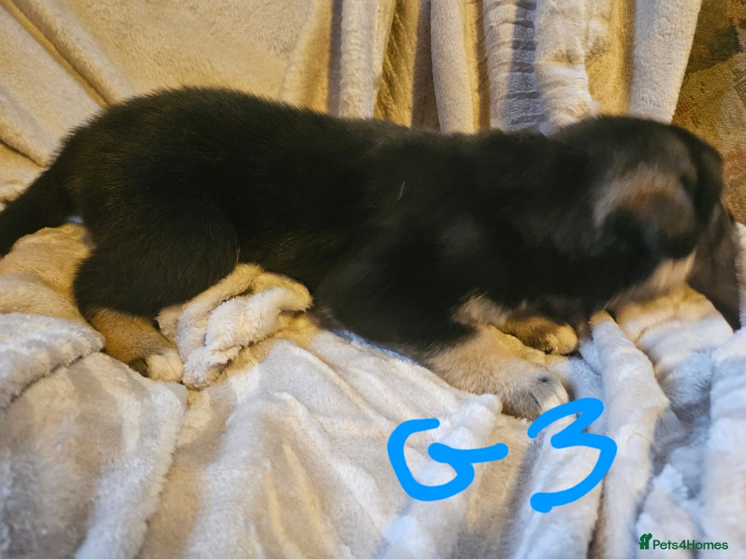 Huskita dogs for sale: Husky x akita puppys - Image 29