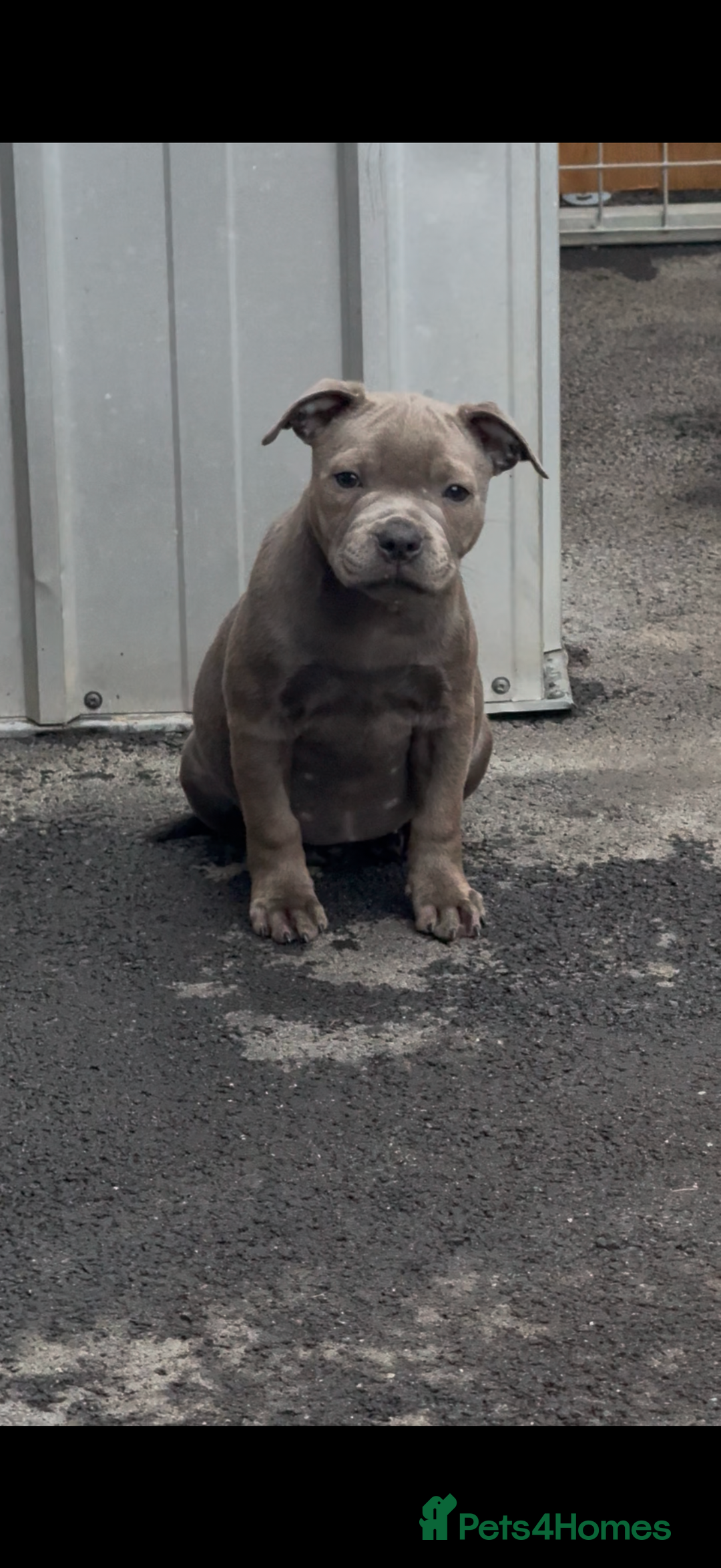 Staffordshire Bull Terrier dogs for sale: Mr t x Judi daughter BEST OF THE BEST solid blue   - Advert 1