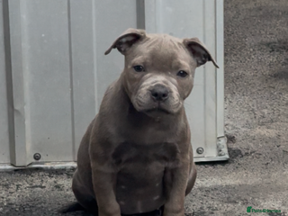 Staffordshire Bull Terrier dogs Mr t x Judi daughter BEST OF THE BEST solid blue - Advert 1