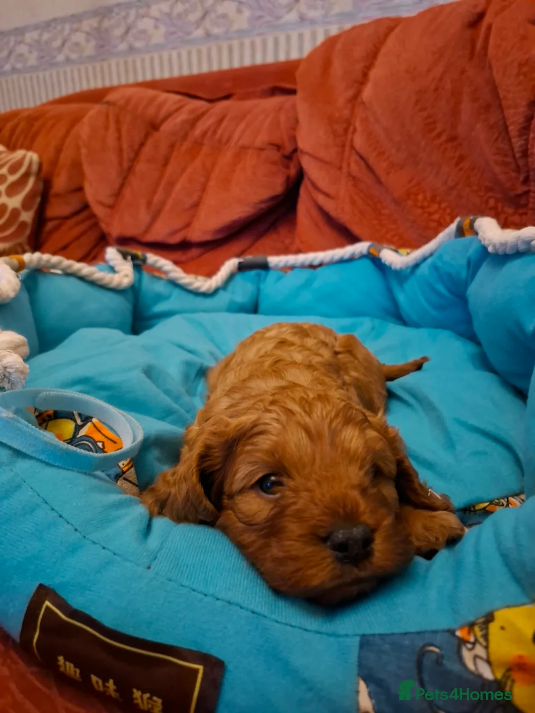 Cavapoo dogs for sale:  Cavapoo  - Advert 11