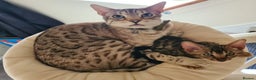 Bengal cats for sale: Beautiful Bengal Boy - Advert 4