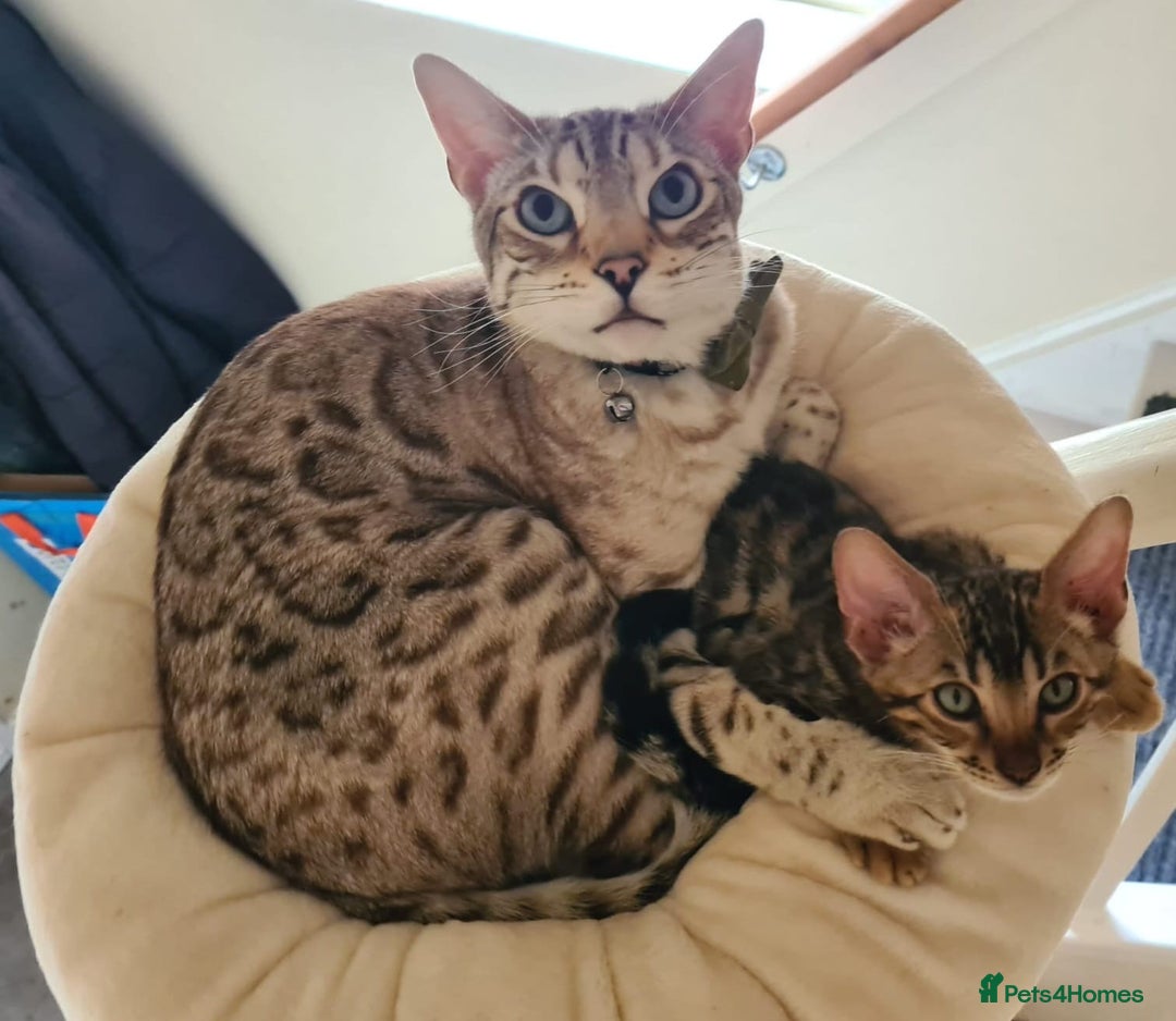 Bengal cats for sale: Beautiful Bengal Boy - Advert 4