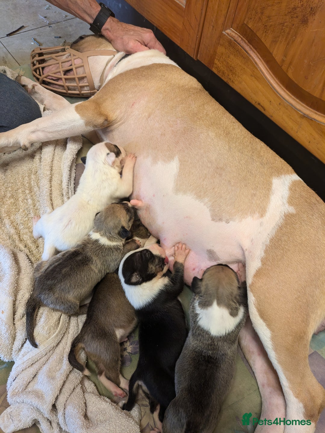 English Bull Terrier dogs for sale: KC REG ENGLISH BULL TERRIER PUPS - Image 19