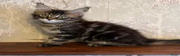 Maine Coon cats for sale: Maine Coon Registered TICA - Advert 11