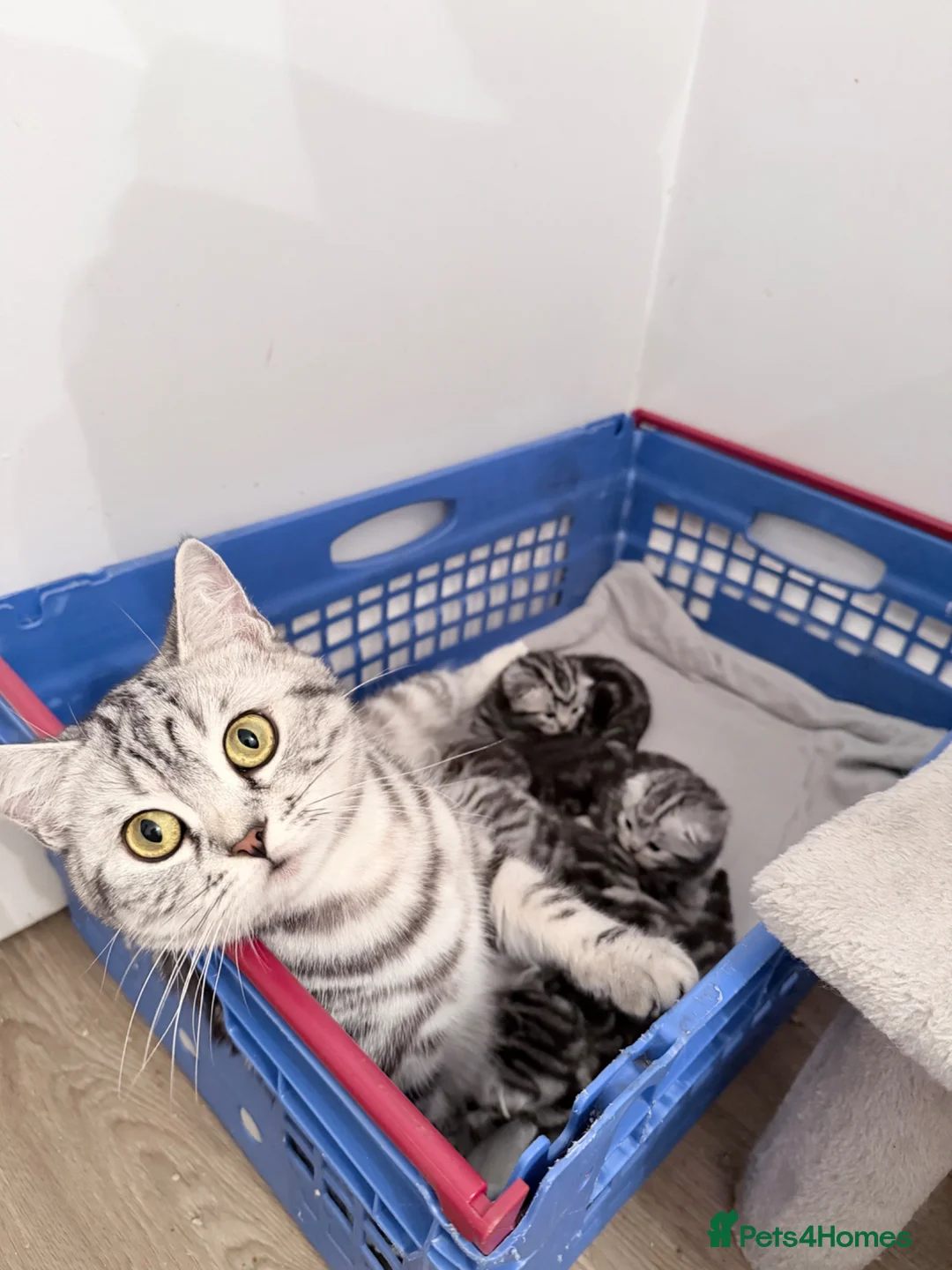 British Longhair cats for sale: British longhair silver tabby boy - Advert 10