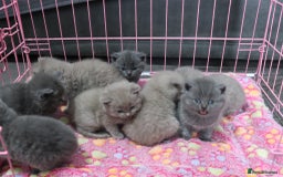 British Shorthair cats for sale: British shorthair kittens lilac/blue - Image 7