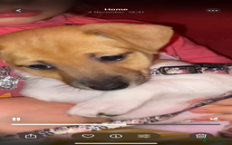 Jack Russell dogs for sale: Traditional small type Jack Russell girl puppy - Advert 7