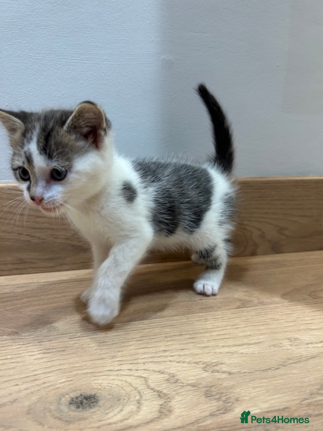 Mixed Breed cats for sale: Kittens  - Advert 7