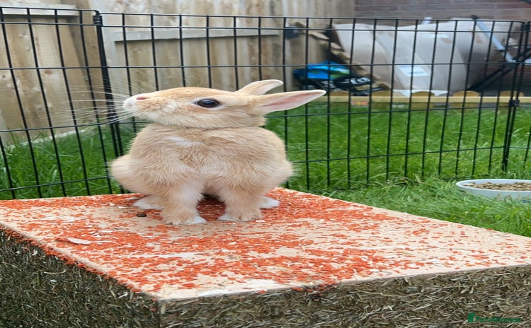 Netherland Dwarf rabbits - Advert 1