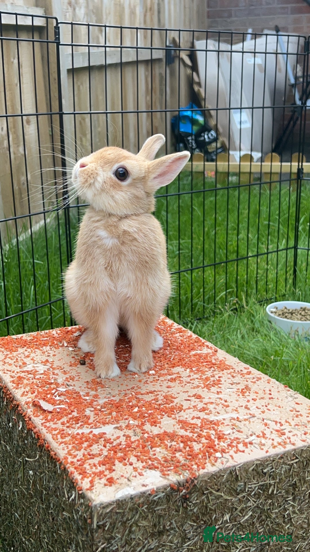 Netherland Dwarf rabbits for sale: Golden Netherland Dwarf - Image 1