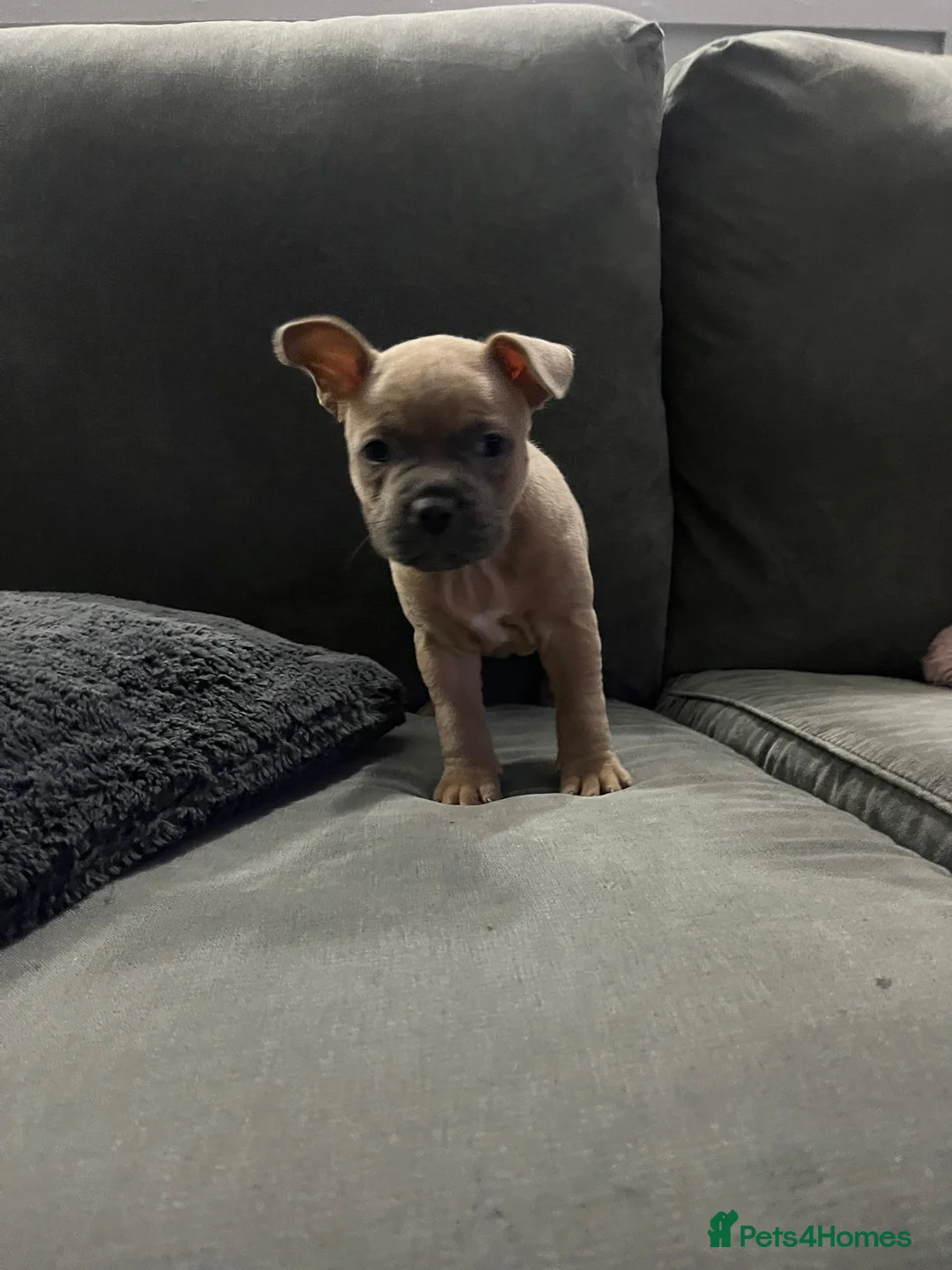 Mixed Breed dogs for sale: Puppy for sale - Advert 3