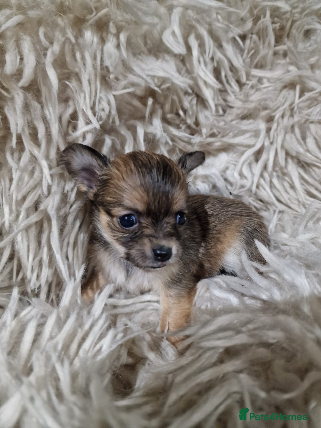 Chihuahua dogs for sale: Small chihuahuas - Advert 8