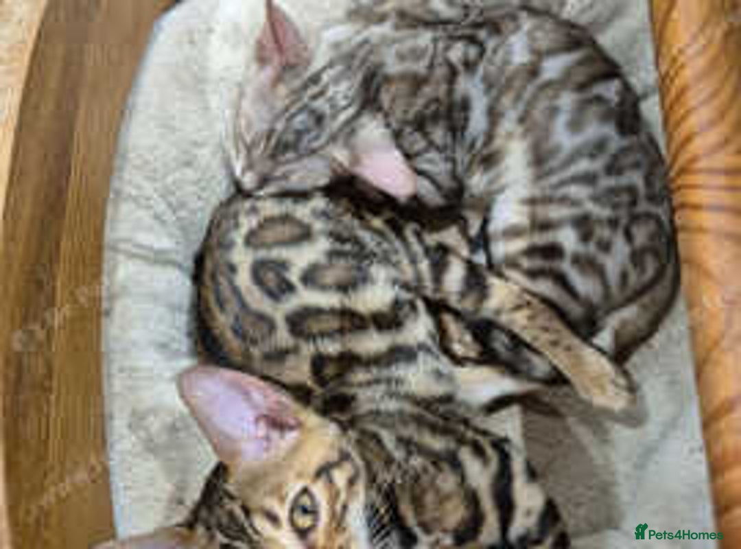 Bengal cats for sale: Stunning Rosetted Bengals, Champion bloodline in York - Image 18