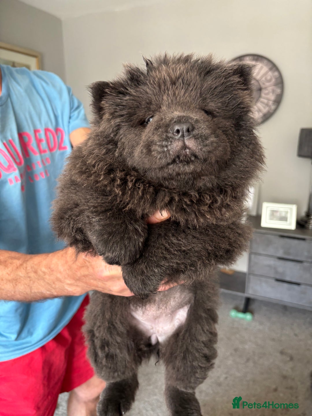 Chow Chow dogs for sale: Quality chow cows - Image 6