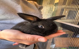 Mini Lop rabbits for sale: Mini lops - Image 5