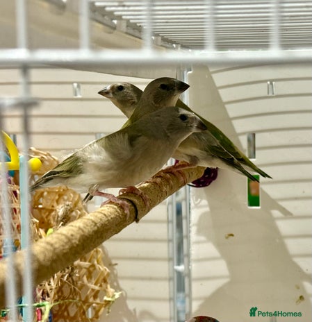 Finches birds - Advert 1