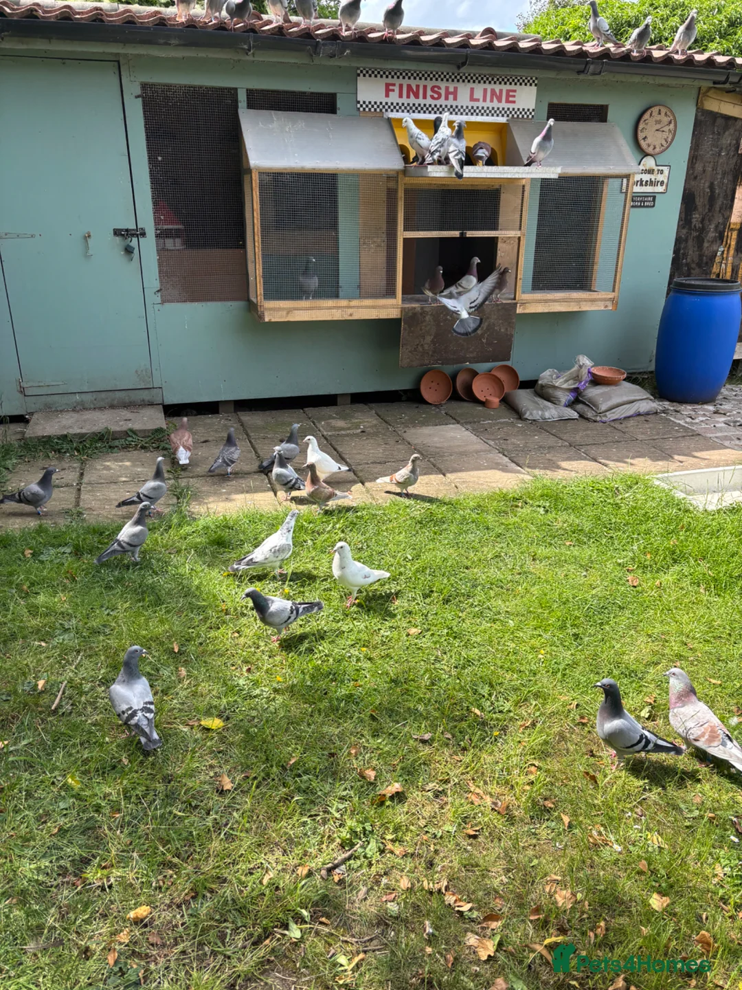 Pigeons birds for sale: Racing pigeons  - Advert 3