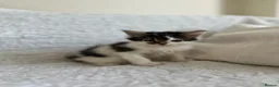 Maine Coon cats for sale: GORGEOUS MAINE COON KITTENS - Advert 10
