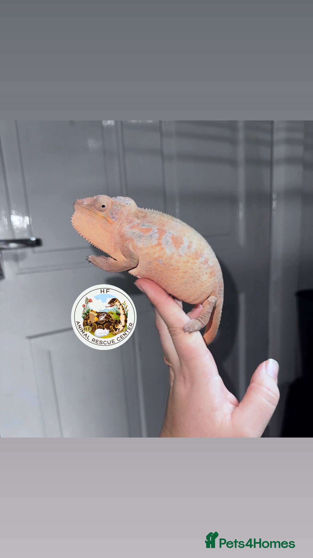 Gecko reptiles Lizards for rehome  - lot to choose from  in Nottingham - Advert 6