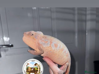 Gecko reptiles Lizards for rehome - lot to choose from in Nottingham - Advert 6