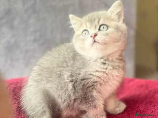 British Shorthair cats Beautiful British shorthair - Advert 9