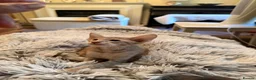 Oriental cats for sale: GCCF Oriental Kittens  - Advert 1