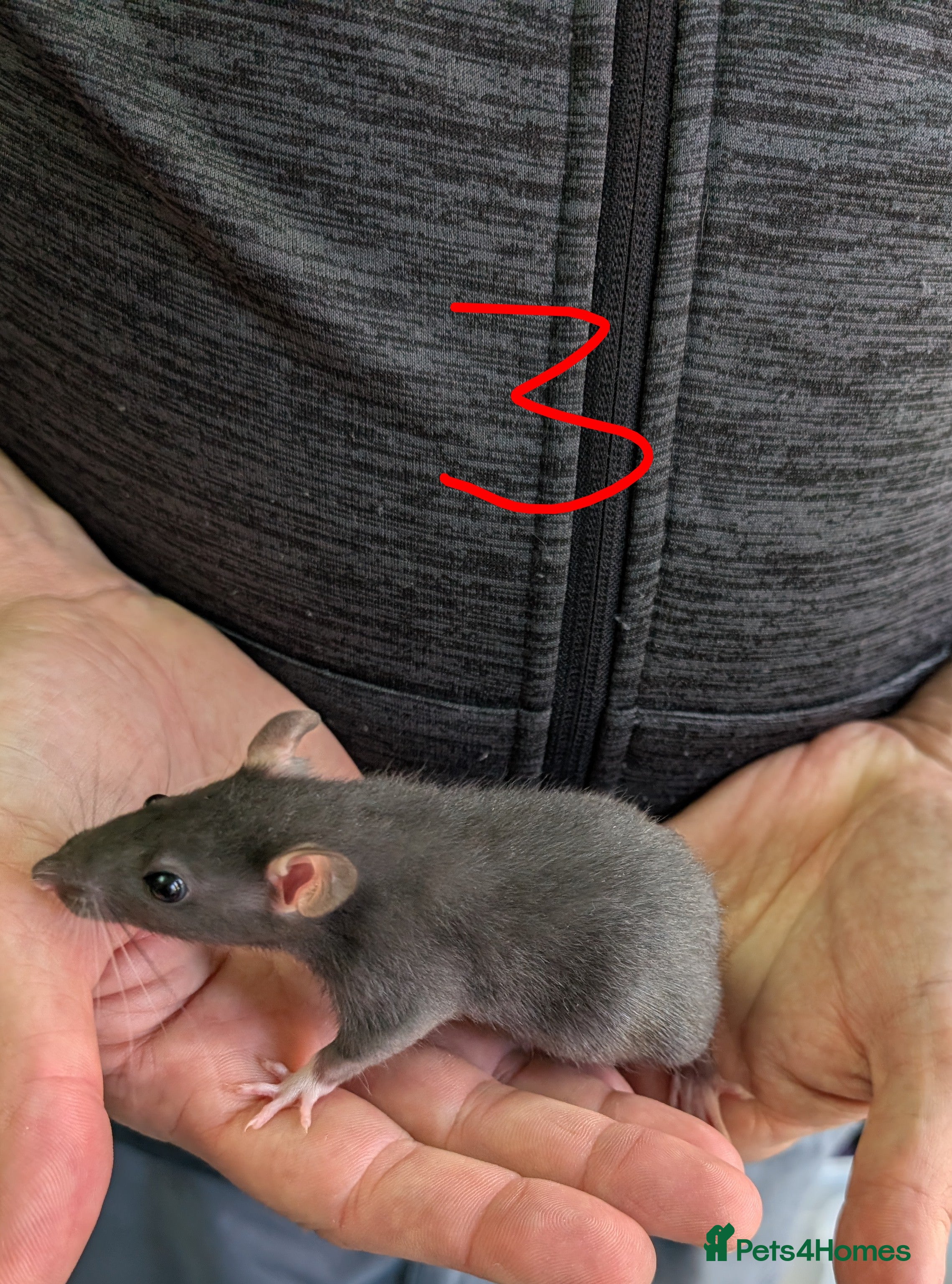 Rat rodents Rex Dumbo and top eared baby Rats *ONLY BOYS LEFT* - Advert 18