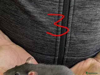 Rat rodents Rex Dumbo and top eared baby Rats *ONLY BOYS LEFT* - Advert 18