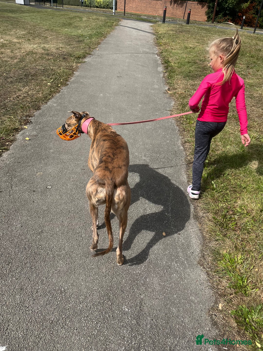 Greyhound dogs for sale: 4 year old female Greyhound  - Image 6
