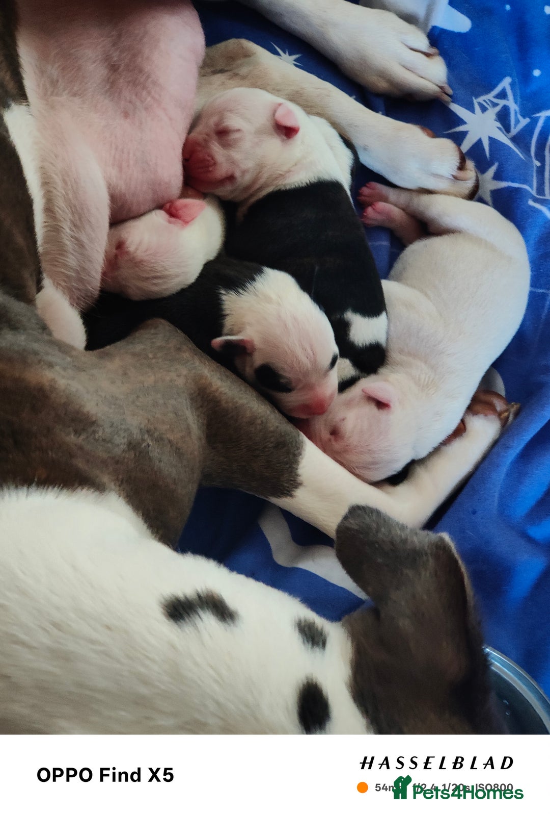 Mixed Breed dogs for sale: Beautiful chunky American bulldog x staffy pups  - Advert 2