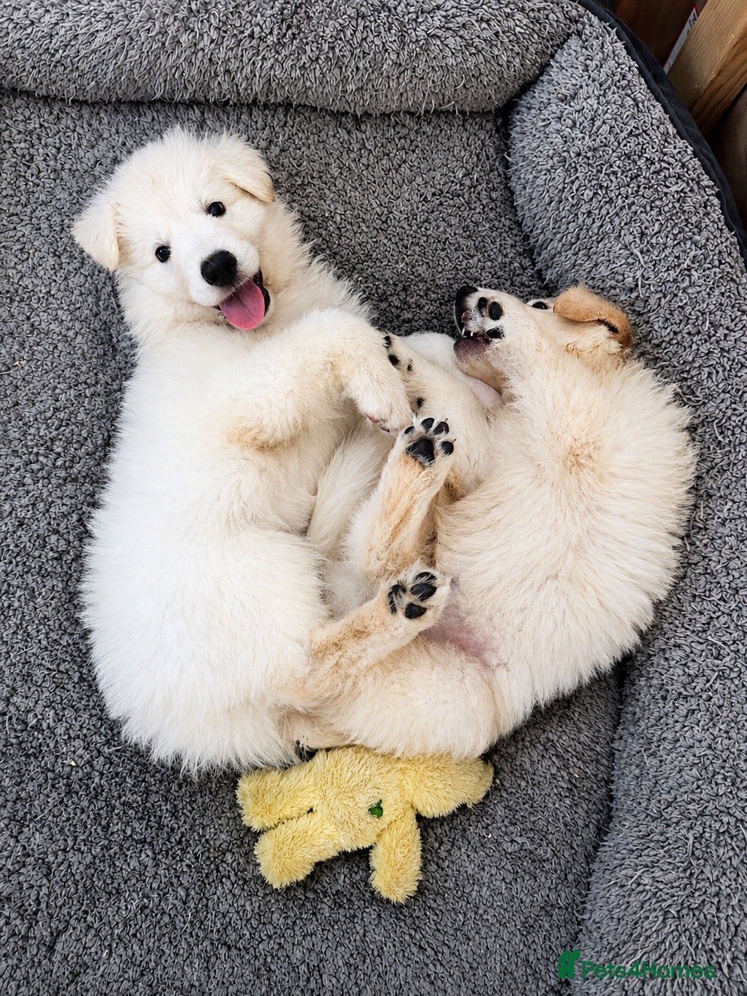 White Swiss Shepherd dogs Swiss white shepherds puppies  - Advert 2