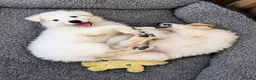 White Swiss Shepherd dogs for sale: 🐾 Swiss White Shepherd Puppies reduced 🐾 - Advert 18