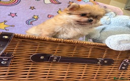 Mixed Breed dogs for sale: Maltipom  - Advert 6