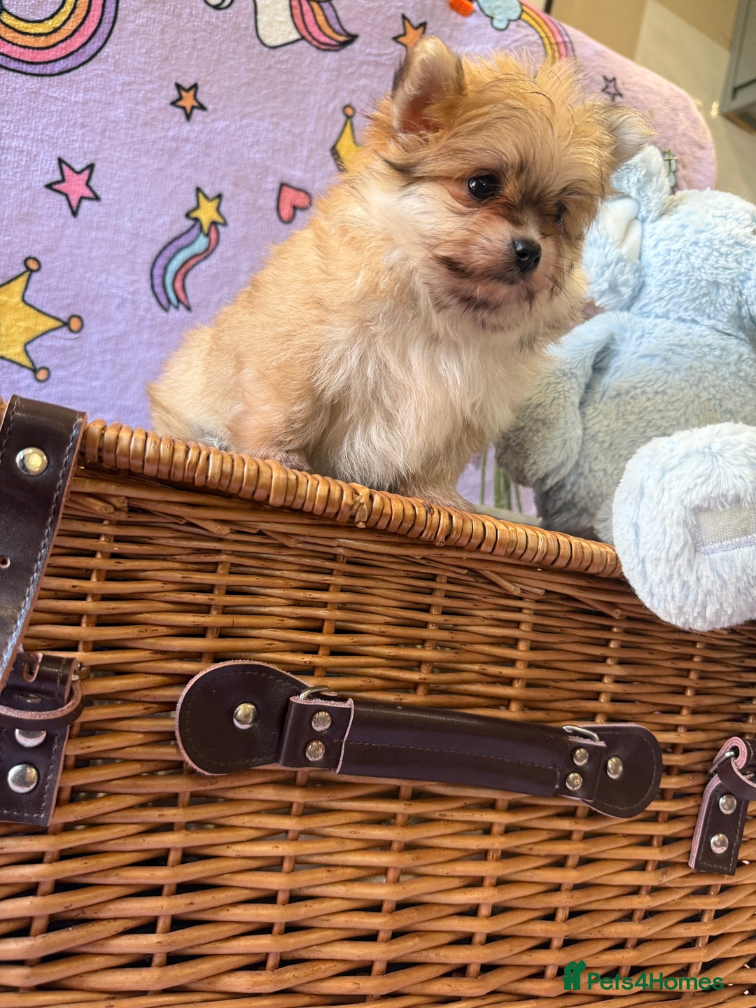 Mixed Breed dogs for sale: Maltipom  - Advert 6