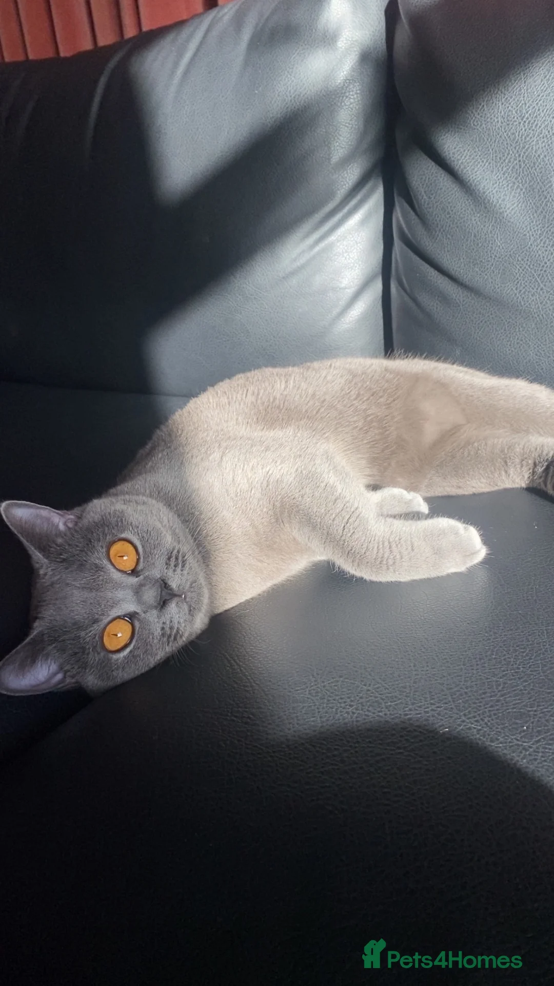 British Shorthair cats for sale: British short hair mixed kitten in Cambridge - Advert 9