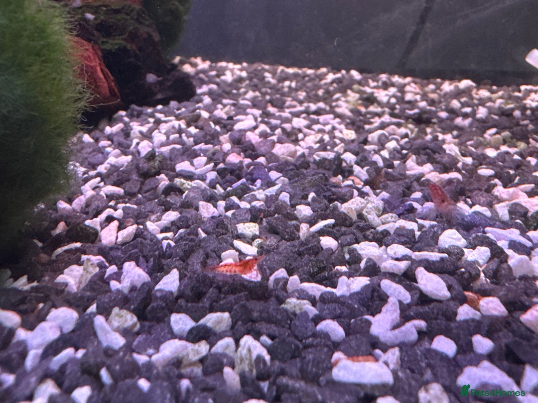 Shrimps fish for sale: Red cherry shrimp - Image 2