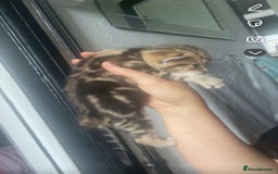 Bengal cats for sale: 4 Bengal kittens for sale  - Image 9