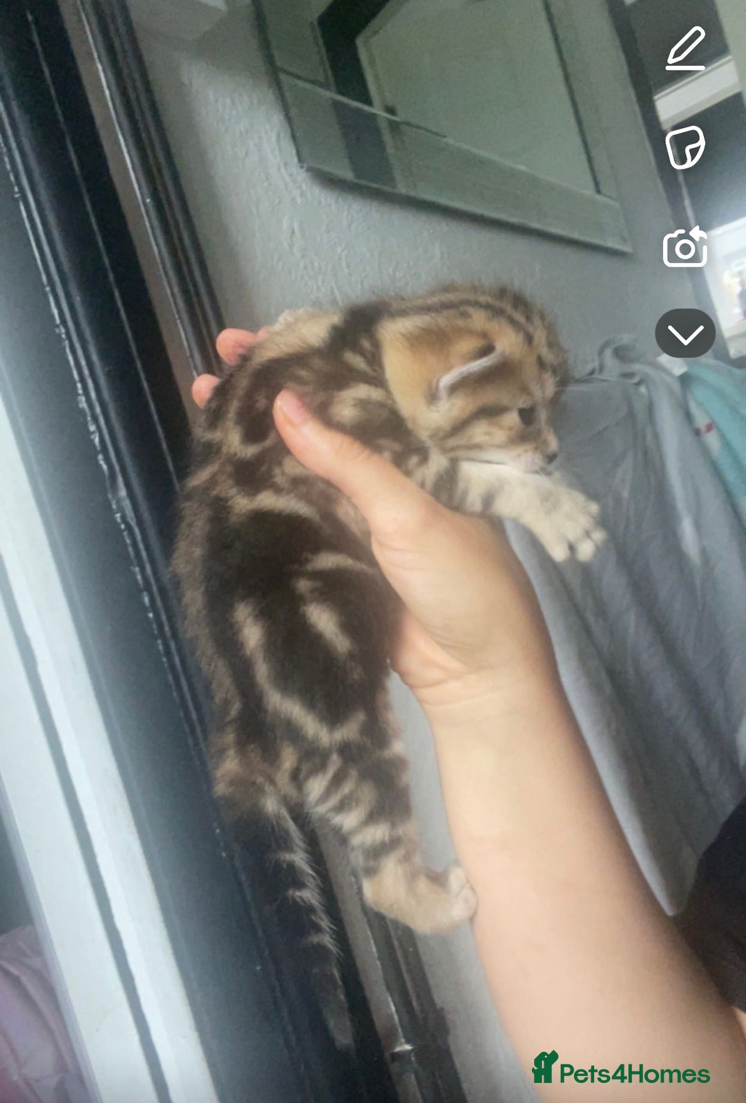 Bengal cats for sale: 4 Bengal kittens for sale  - Image 9