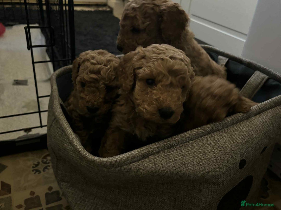 Cockapoo dogs for sale: F1 cockapoo  - Advert 14