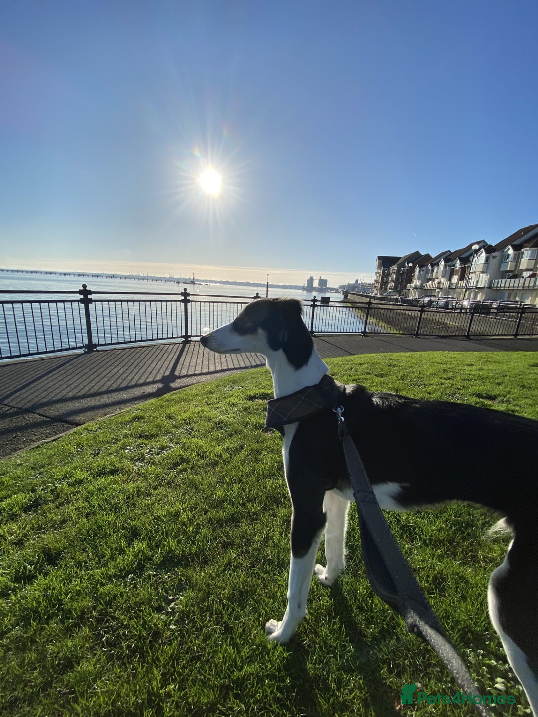 Mixed Breed dogs for sale: Gentle Saluki Cross Seeking Loving Home - Advert 4