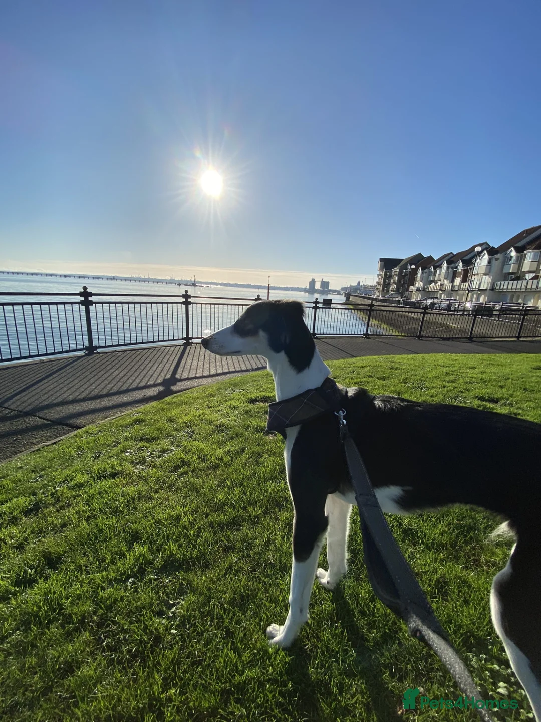 Mixed Breed dogs for sale: Gentle Saluki Cross Seeking Loving Home - Advert 4