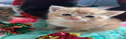 Exotic cats for sale: Exotic Persian shorthair in Saint Austell - Advert 4
