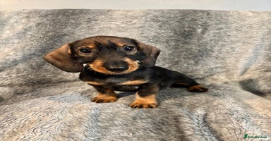 Dachshund dogs - Advert 4