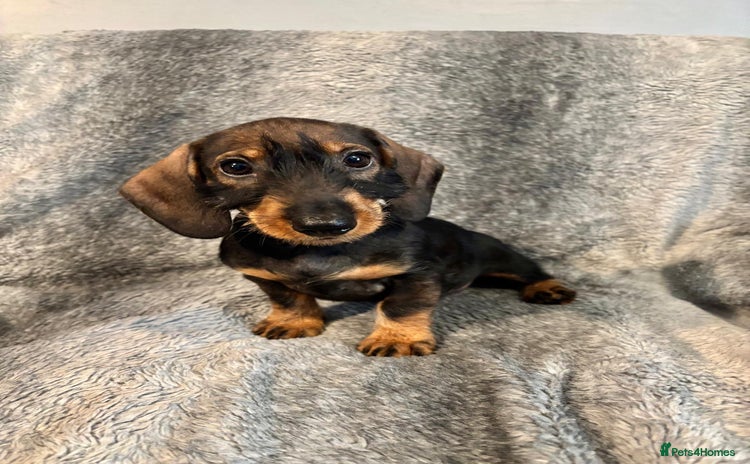 Dachshund dogs - Advert 2